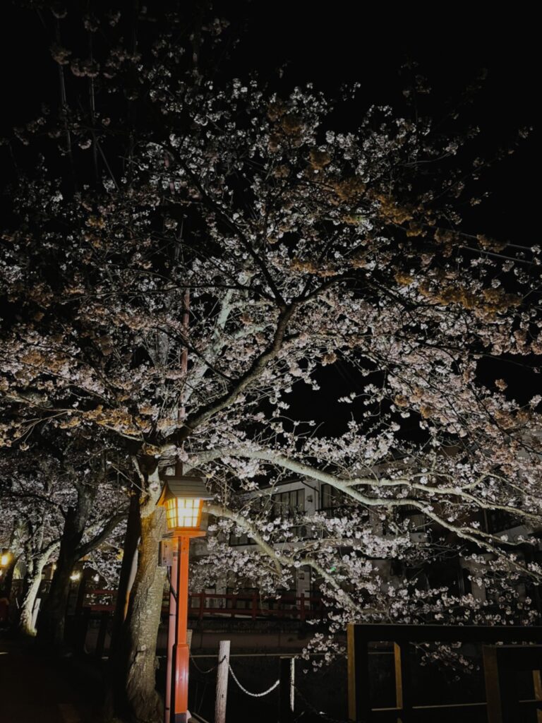 大谿川沿いの桜並木