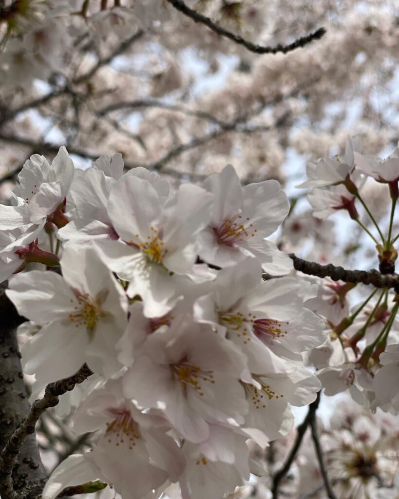熊取町　桜　満開