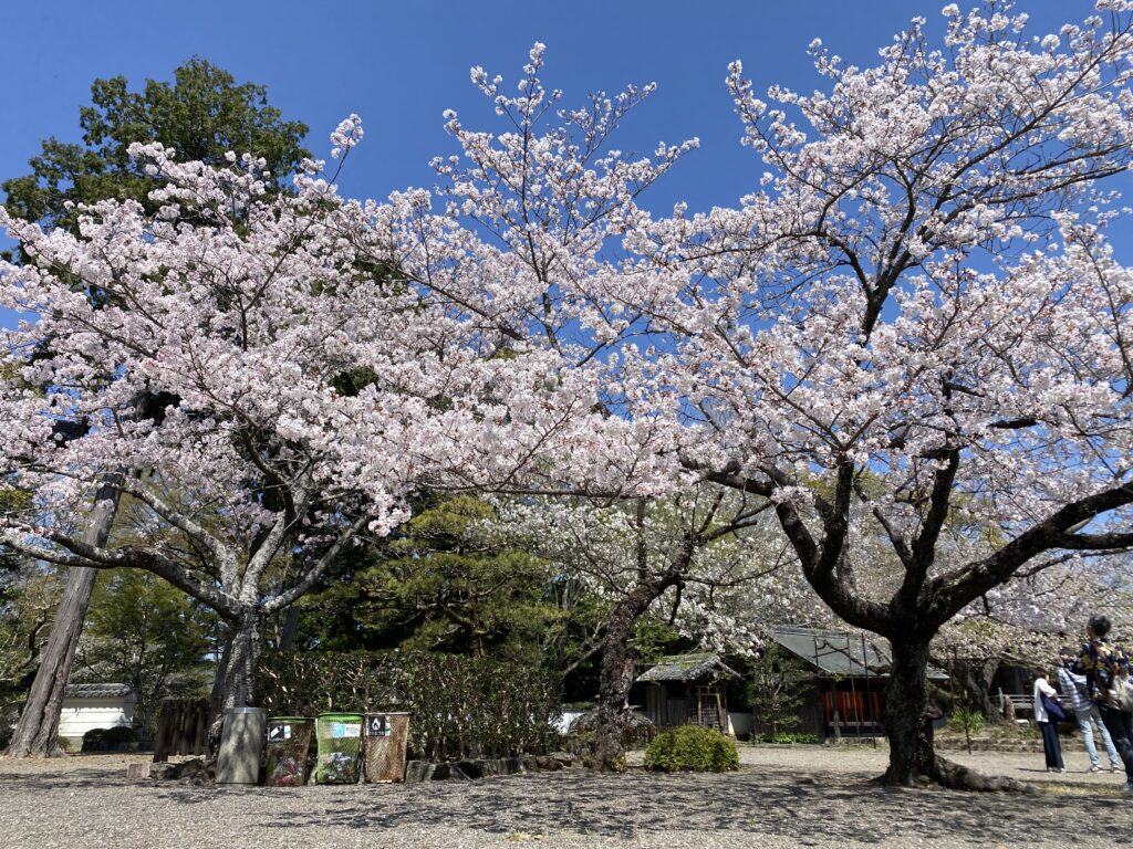 桜　満開　道成寺